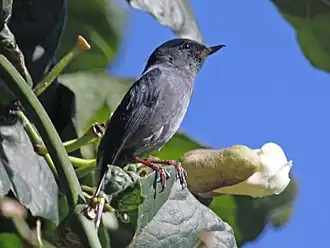 Description de cette image, également commentée ci-après