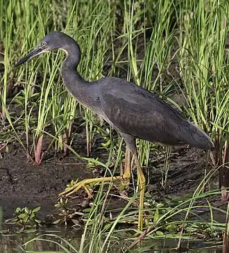 Description de cette image, également commentée ci-après