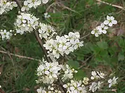 Prunus spinosa en fleurs.