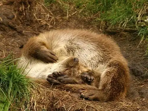 Loutre femelle endormie sur un affleurement rocheux.