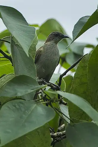 Description de l'image Slender-billed Greenbul - Ghana S4E3142 (17050561522).jpg.
