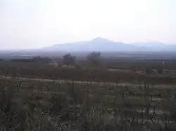Vignoble brumeux de tokay slovaque.