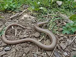 Anguis fragilis (Cantabria, Espagne)