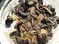 Pot rempli d'un peu de bière et de limaces de toutes tailles