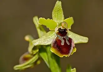 Bordure du labelle jaune