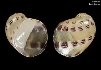 Coquille de Smaragdia purpureomaculata