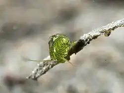 Smaragdia souverbiana vivant.