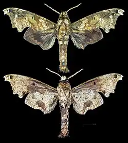 Smerinthulus mirabilis