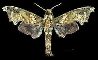 Apers du mâle (coll.MHNT)