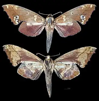 Smerinthulus olivacea