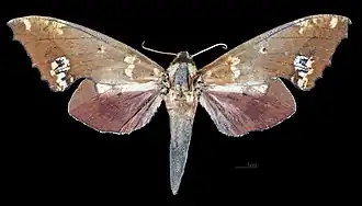 Apers de la femelle (coll.MHNT)