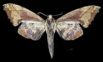 revers de la femelle (coll.MHNT)