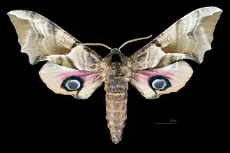 Smerinthus ocellata atlanticus Face dorsale du mâle(coll.MHNT)