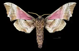 Smerinthus ocellata atlanticus Face ventrale du mâle(coll.MHNT)