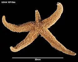 Smilasterias triremis.