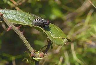 Mouche grise de la viande.