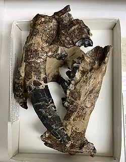 Crâne fossile fragmenté d'un tigre à dents de sabre stocké dans une boite blanche.