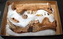 Photo de fragments fossiles provenant de la mâchoire inférieure d'un tigre à dents de sabre. Les fossiles sont déposées sur un tissu de coton, lui-même contenue au sein d'un boite ouverte.