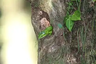 Description de l'image Smith's Arboreal Alligator Lizard imported from iNaturalist photo 60182004 on 31 March 2023.jpg.