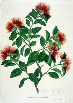 Metrosideros collina, aquarelle attribuée à Gabriel Smith et basée sur un dessin de Sydney Parkinson (c. 1770-1780, musée d'histoire naturelle de Londres).