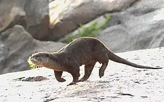 Loutre à pelage lisse (Lutrogale perspicillata).