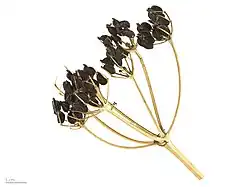 Smyrnium olusatrum au Muséum de Toulouse.