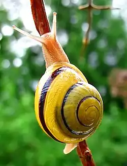 Les dessins de la coquille de l'Escargot des jardins sont extrêmement variables.