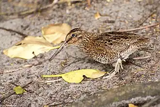 Description de l'image Snares snipe, tutukiwi Coenocorypha huegeli.jpg.