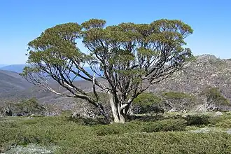 Description de l'image Snow_Gum_on_the_Dead_Horse_Gap_Walk.jpg.