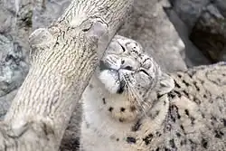 Une panthère des neiges se frottant contre une branche.