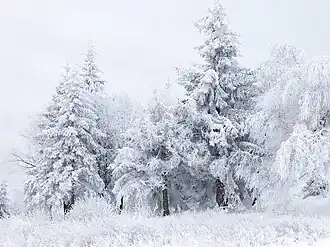 forêt en hiver près du Col de Chipka