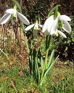 Galanthus nivalis 'Atkinsii'.