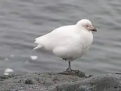 Chionis blanc (Chionis alba)