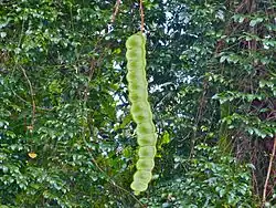 Gousse (Sabah, Malaisie).