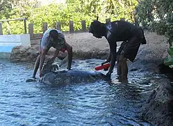 Les soigneurs David et Alain brossent une tortue pour éliminer les algues qui poussent sur sa carapace.