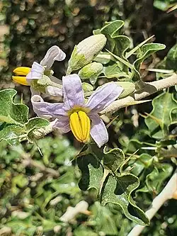 Fleur de Solanum arundo (en) à Meru (Kenya) en octobre 2020.