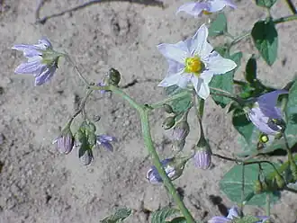 Description de l'image Solanum gourlayi1.jpg.