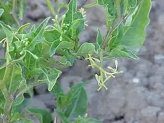 Description de l'image Solanum morelliforme0.jpg.