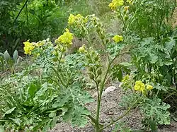  Solanum rostratum, plante épineuse nord-américaine, est la plante-hôte sur laquelle le doryphore a été découvert