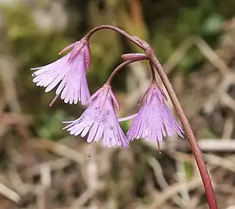 Soldanella alpina.