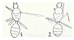 Solenopsis valida femelle Förster 1937 N. Théobald éch. R663 (1) et R913 (2) x3 p. 201 Pl. XIV Hyménoptères du Sannoisien de Kleinkembs.