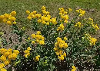 Description de l'image Solidago mollis kz01.jpg.