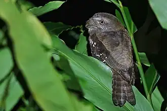Description de l'image Solomons Frogmouth at night from Santa Isabel.jpg.