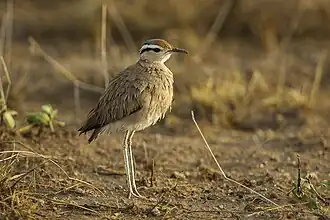 Cursorius somalensis