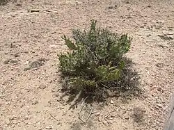 Cactus au Somaliland en mai 2015.