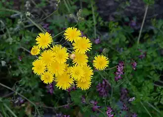 Description de l'image Sonchus_April_2015-1.jpg.