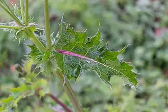 Feuille à bords épineux.