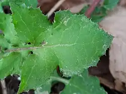 Lobe terminal triangulaire.