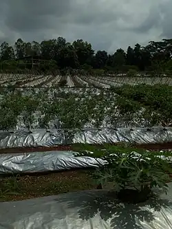 Technique de culture au centre Songhaï.