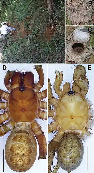 Description de cette image, également commentée ci-après
